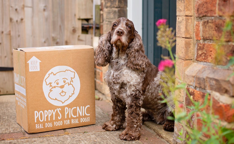 RAWgust: How Poppy’s Picnic (and the BARF Diet) is Changing Lives