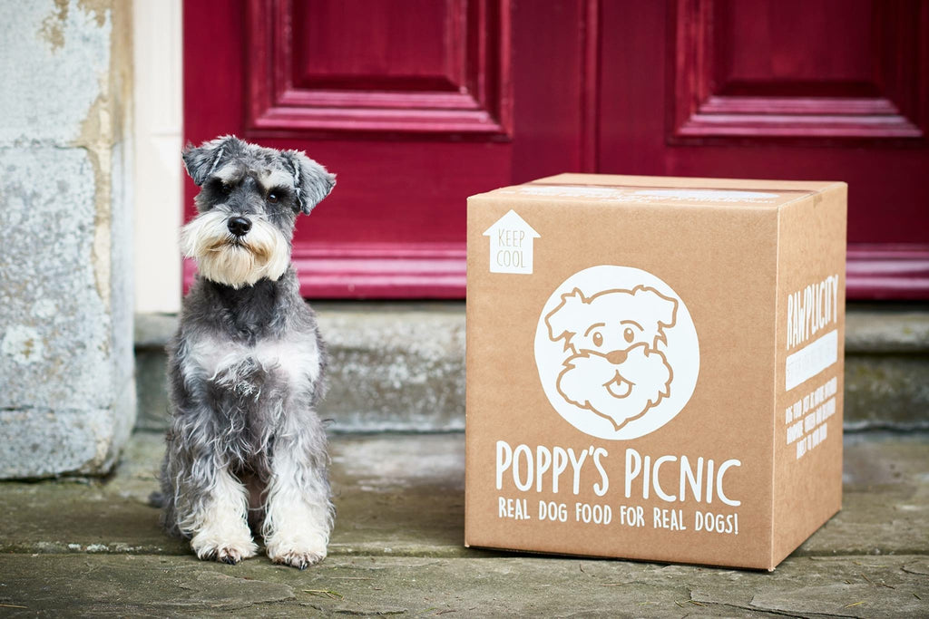 The benefits of a raw dog food delivery