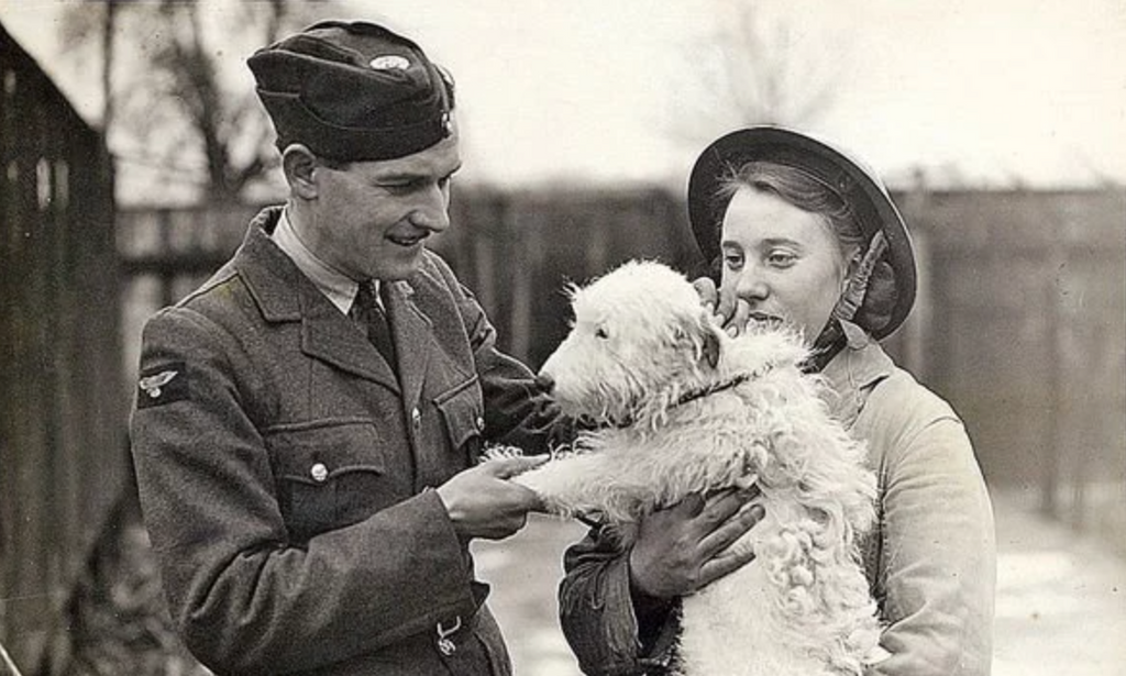 Remembrance Day: Tribute to the brave soldiers and their dogs