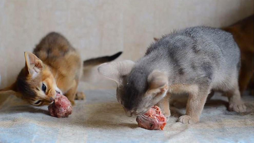 Feeding cats outlet raw meat