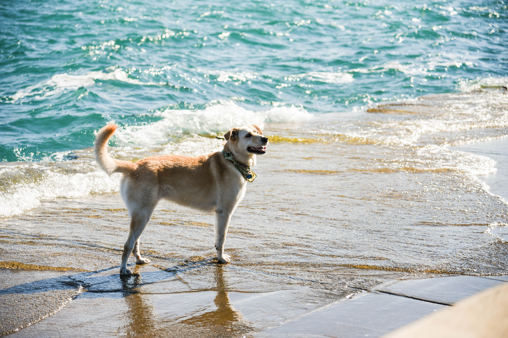 Top UK Dog Friendly Beaches