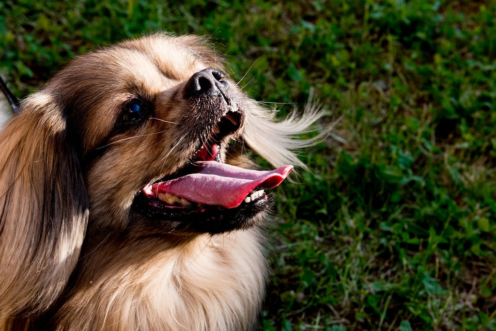 Benefits of Feeding Raw Marrow Bones to Your Dogs