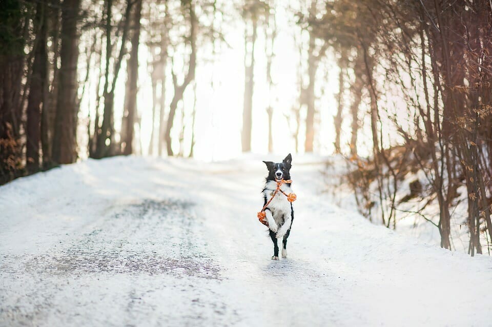 How To Protect Your Dog In Winter: Tips To Survive The Cold