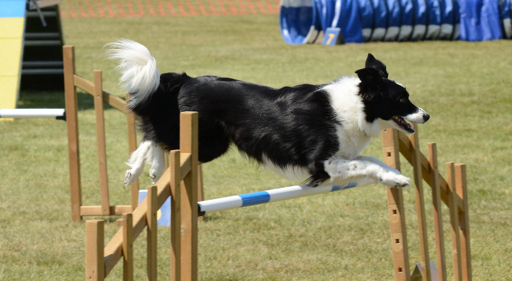 Jess Cuthbertson Agility Series: How To Get Your Agility Dogs in Tip-Top Condition