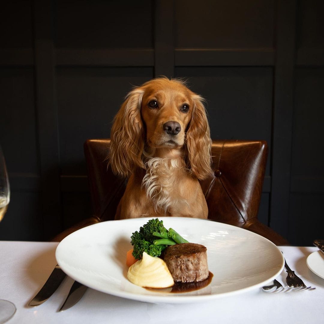 Eating out: Dog Dining Etiquette – Poppy's Picnic