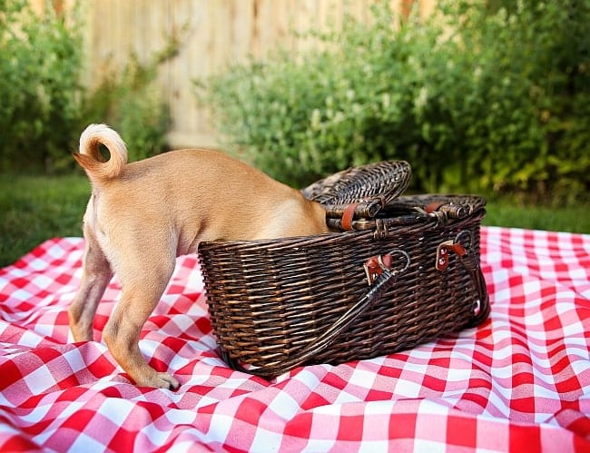 Best picnic spots in the UK. Poppy’s Pointers for National Picnic Week: 21st-30th June 2019