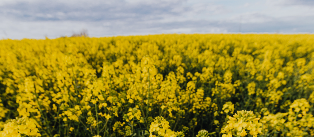 Why you should keep your dog away from rapeseed fields