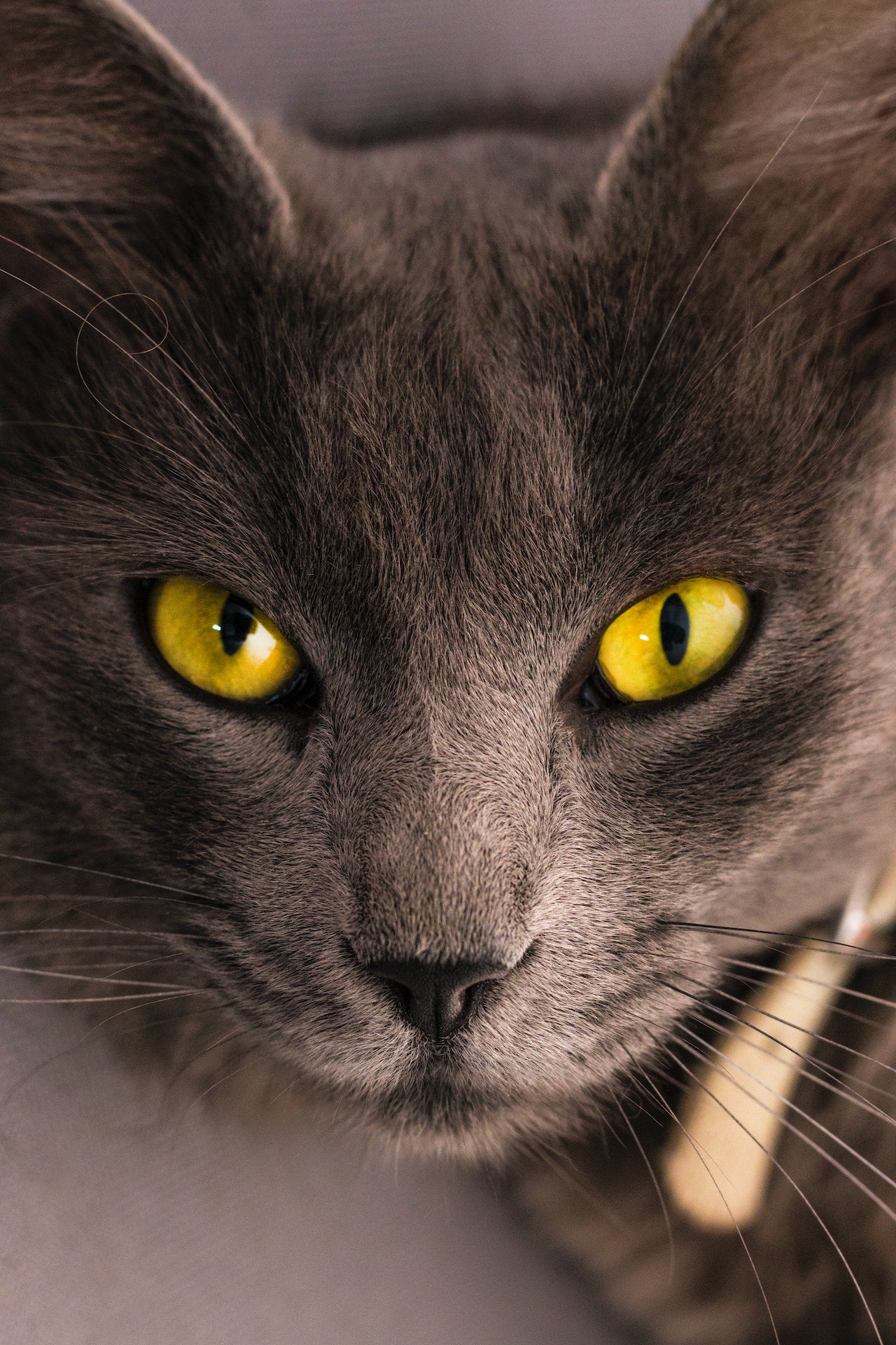 Our Cat Raw Foods