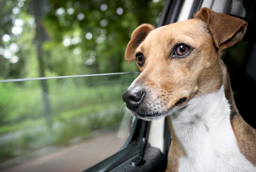 Travelling with Your Raw Fed Dog: Tips & Tricks!