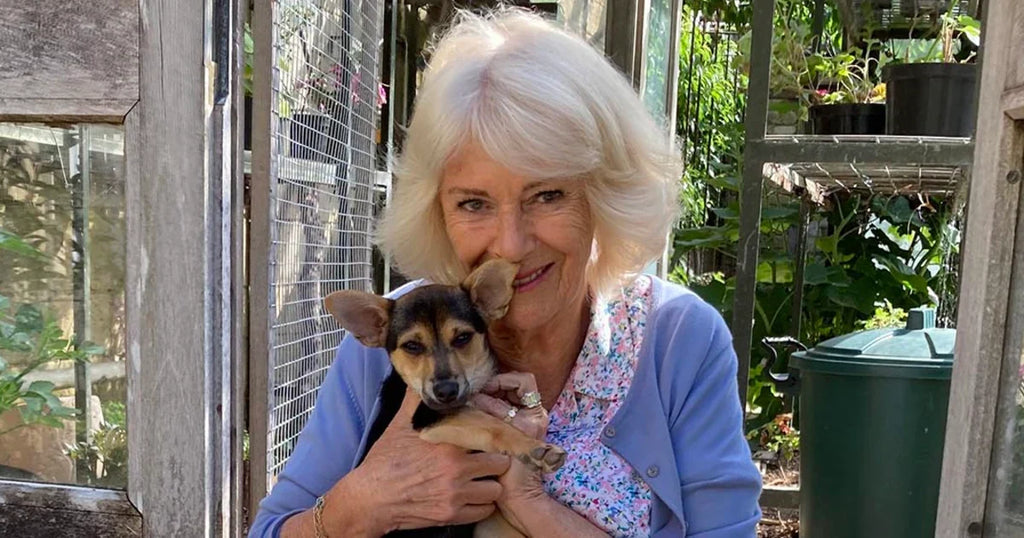 🐶 Royal Rescue: Meet Moley, Queen Camilla’s New Canine Companion