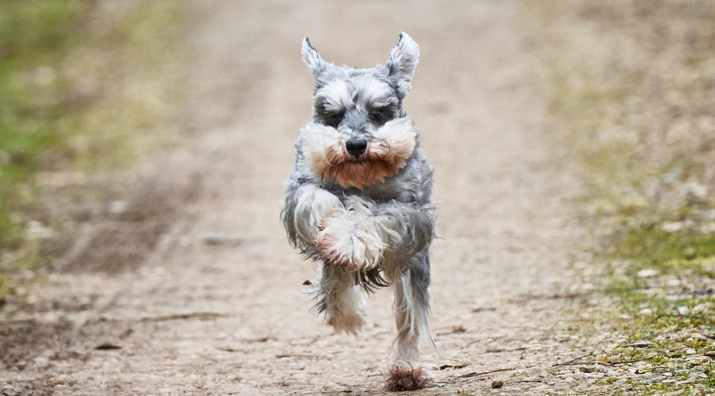 5 Great walks for energetic dogs 🐶 #NRFW2019