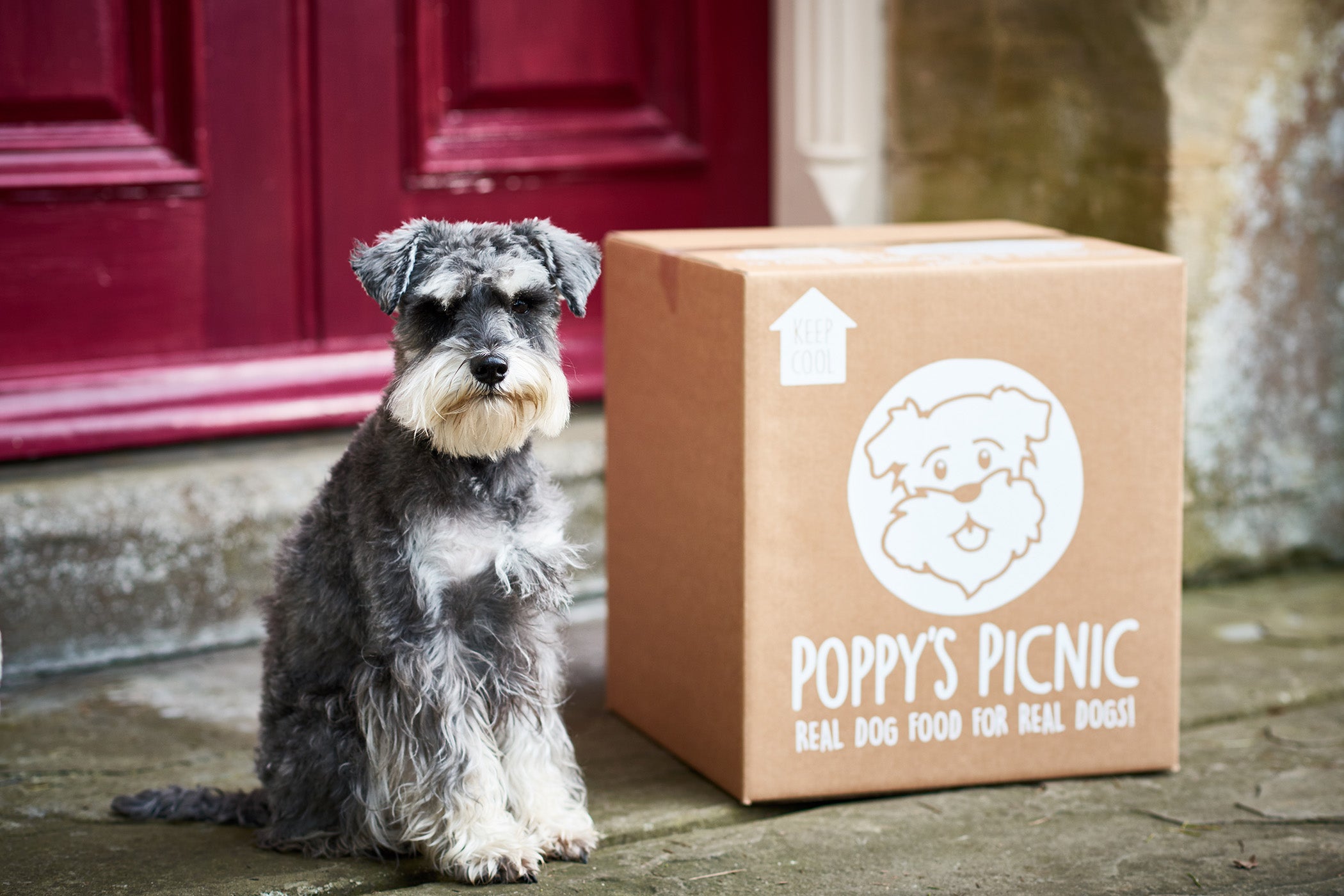 Poppy's picnic sales raw dog food