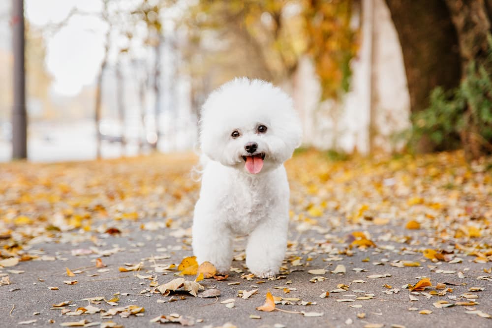 50 Questions Bichon Frisé Owners Ask