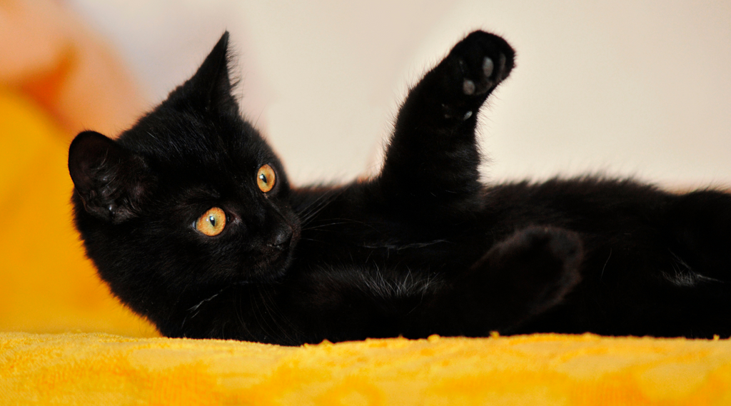 Busting black cat myths