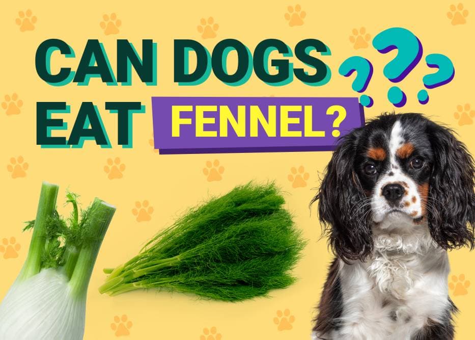 Why Fennel is a Helpful Herb in Your Dog’s Diet