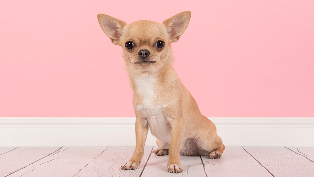 50 Questions Chihuahua Owners Ask