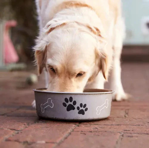 Affordable Raw Feeding Tips for Your Beloved Dog