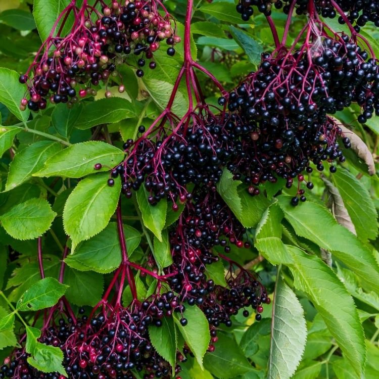 The Benefits of Elderberries for Dogs