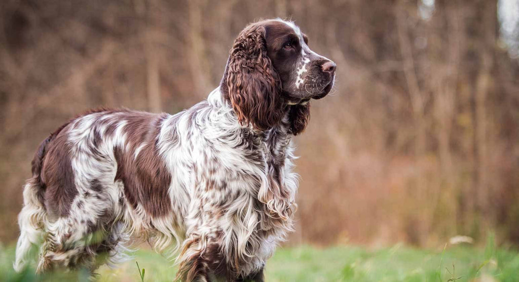 50 Questions English Springer Spaniel (Springer) Owners Ask