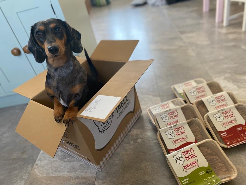 How long can raw dog food be left out? Poppy's Picnic