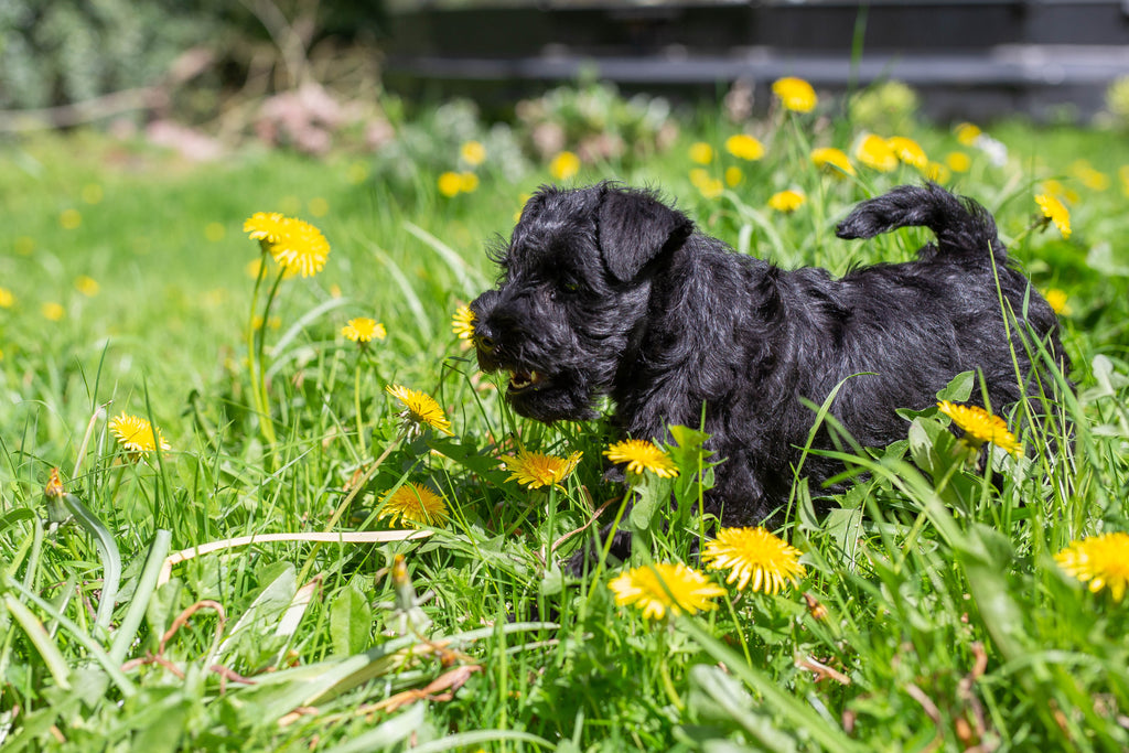 Growing Up Mince: Poppy’s Picnic’s extended puppy range