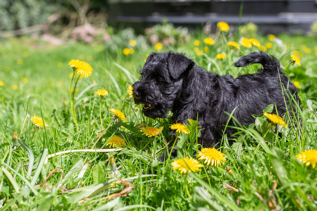 Poppy’s Picnic’s extended puppy range
