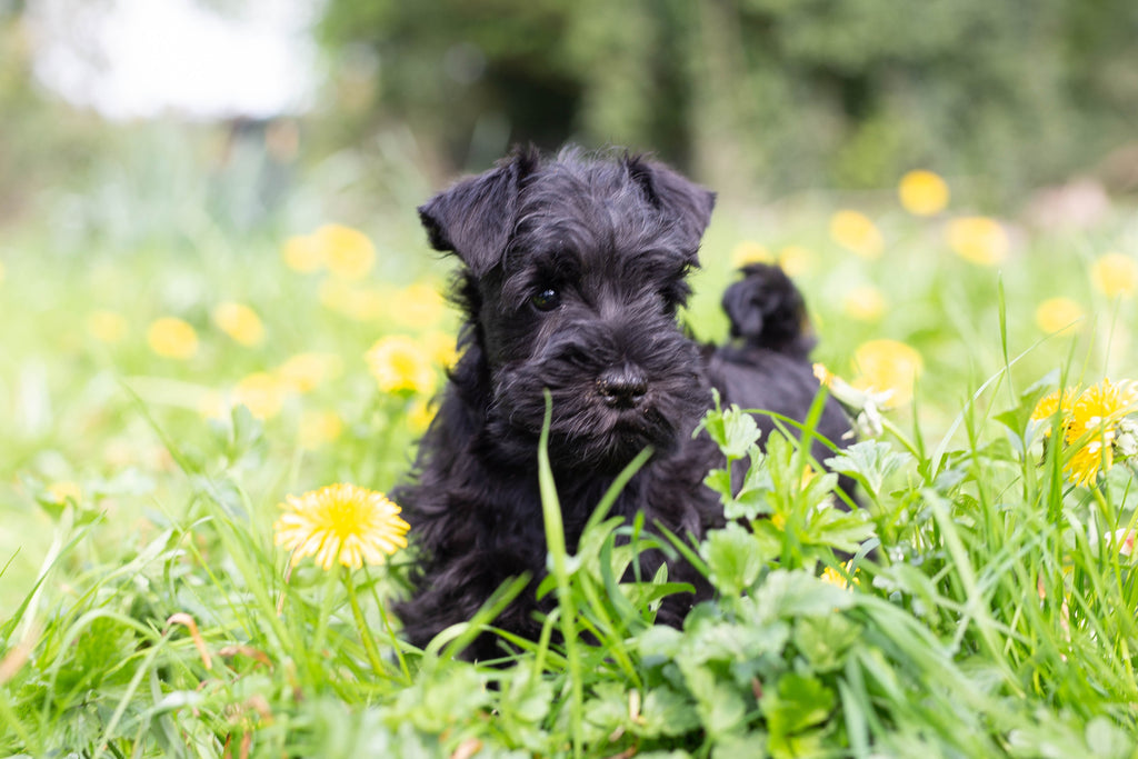 Puppy Weaning Raw Feeding For Puppies Poppy s Picnic puppy-weaning-raw-feeding-for-puppies-poppy-s-picnic