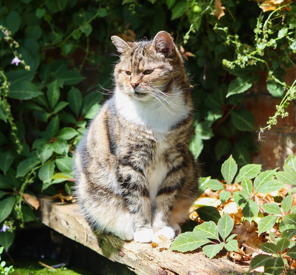 The Importance of Routine in a Cat’s Daily Life