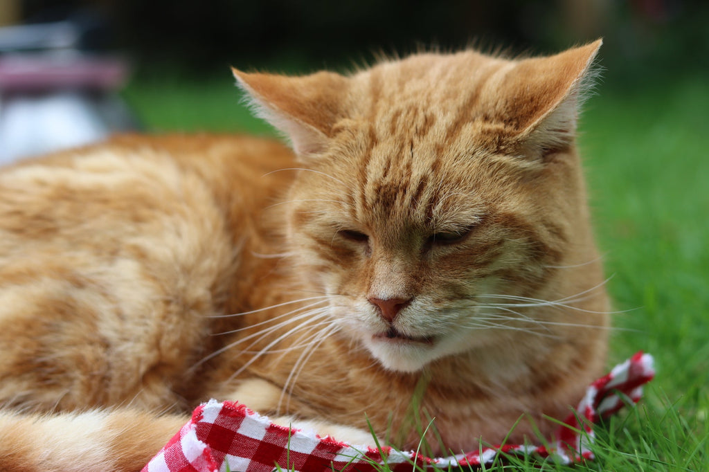 Caring for Your Senior Cat: Comfort, Food, and Lifestyle