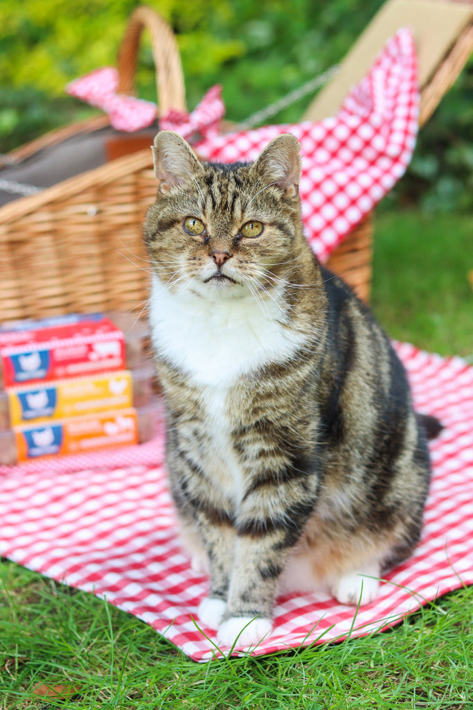 Mastering the Raw Diet for Your Cat: A Step-by-Step Guide