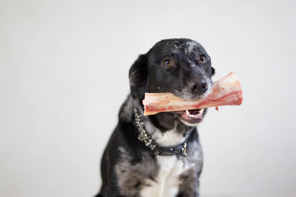 Bones For Dogs – Feeding Dogs Bones Safely