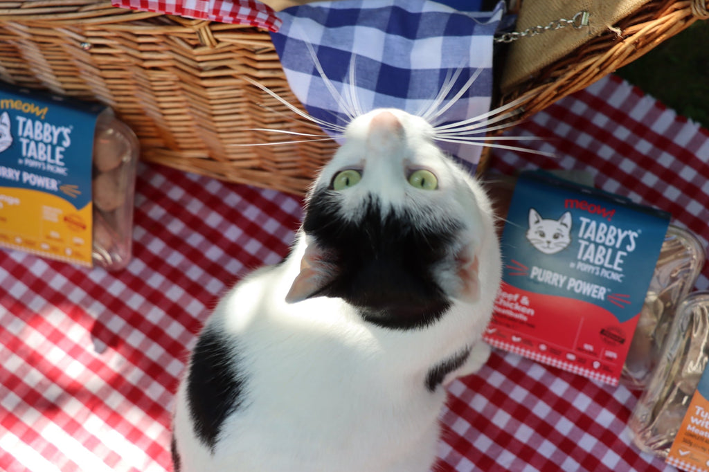 Getting Started with Raw Feeding for Your Cat