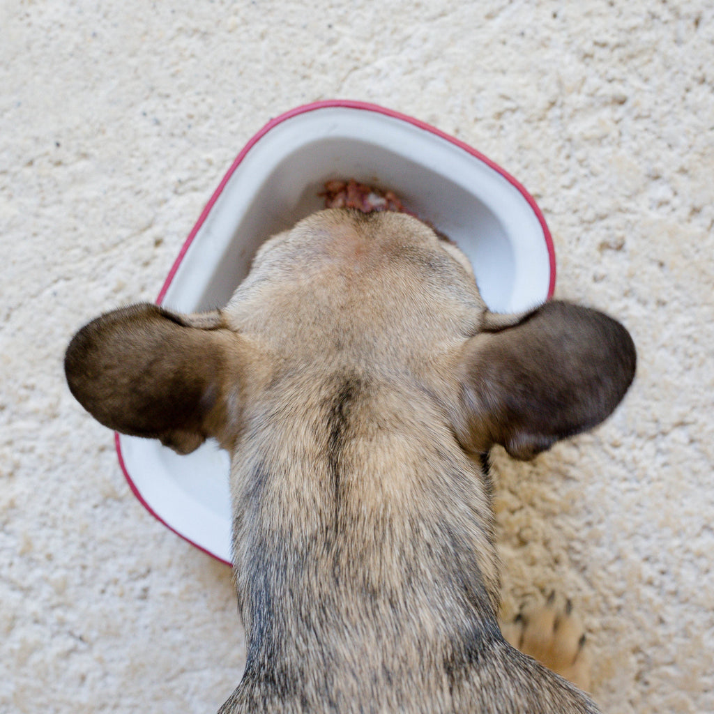 Homemade Dog Food vs Store-Bought: The Ultimate Showdown