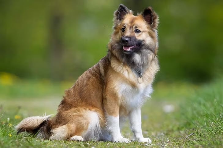 Icelandic Sheepdog Recognised as Britain’s Newest Pedigree Breed