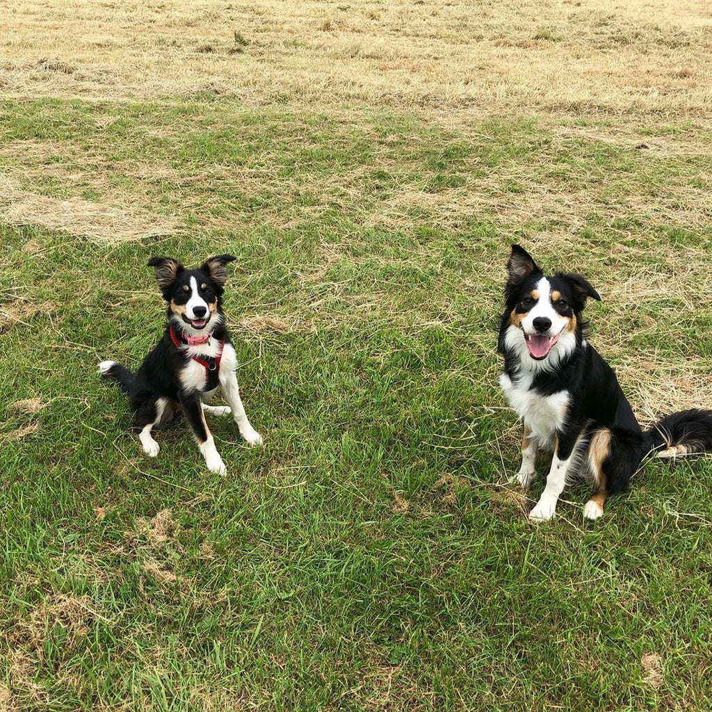 Jess Cuthbertson Agility Series: My Tips for Getting Started in Dog Agility