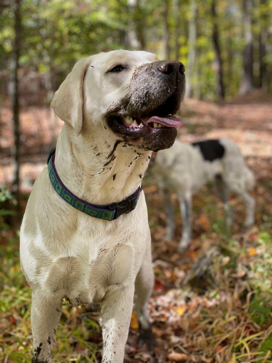 50 Questions Labrador Retriever Owners Ask – Poppy's Picnic