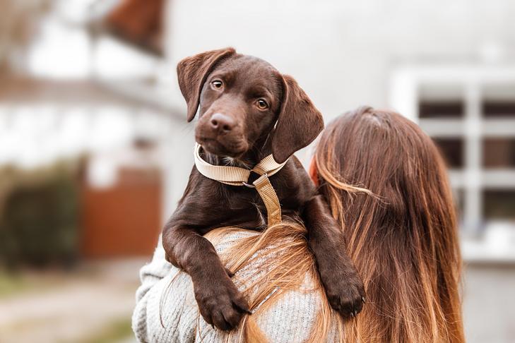 Raw Feeding for Puppies: Essential Guide for Pet Owners