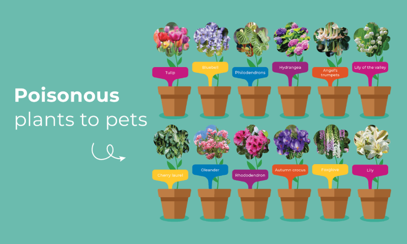 15 Common Plants That Are Poisonous to Dogs (and What to Do If They’re Eaten)