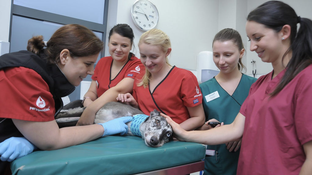 Why the Pet Blood Bank is a Lifesaver: Everything You Need to Know