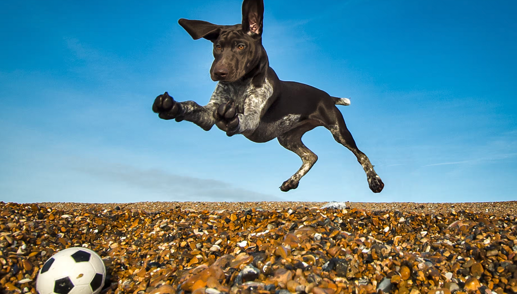 The Incredible Benefits of Dog Supplements