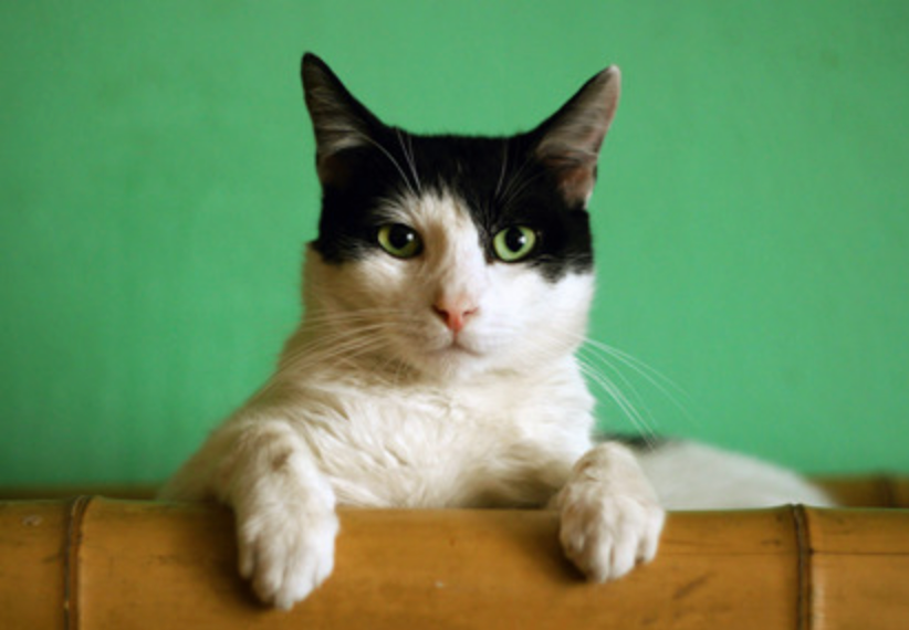 Unpicking Your Cat's Poo: A Dietary Insight