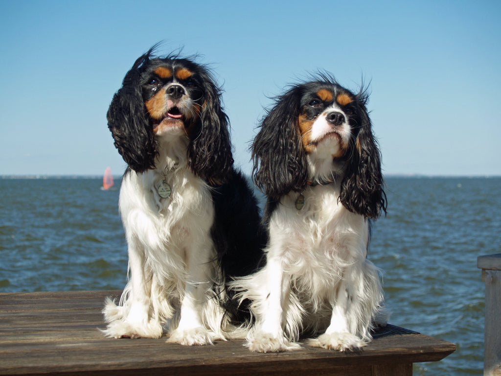 50 Questions Cavalier King Charles Spaniel Owners Ask