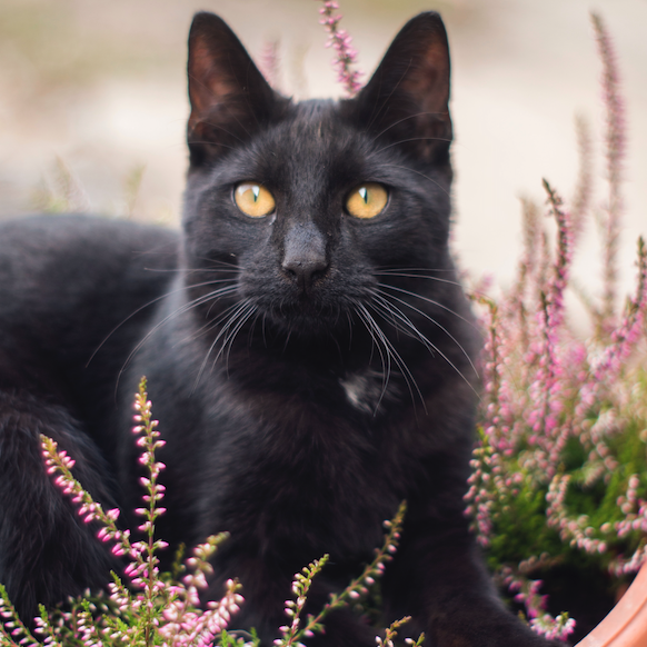 Crafting a Purrfect Mealtime Routine for Your Cat
