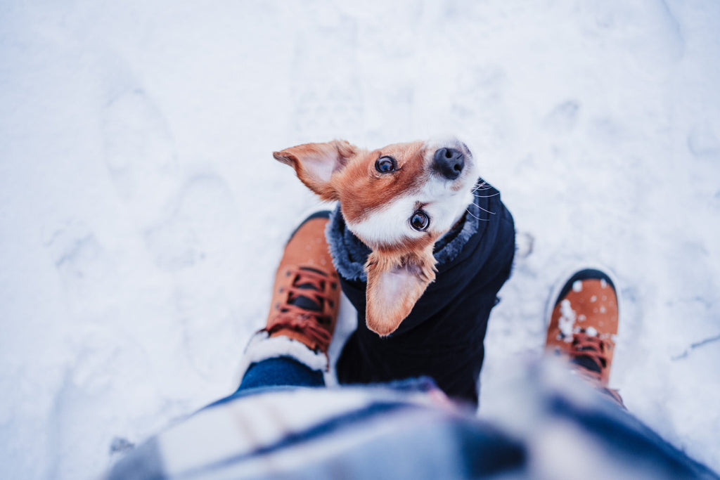 Winter Walks: Keeping Your Dog Active in the Cold