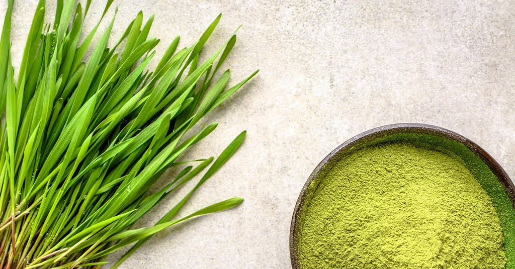 The Benefits of Barley Grass Powder for Dogs