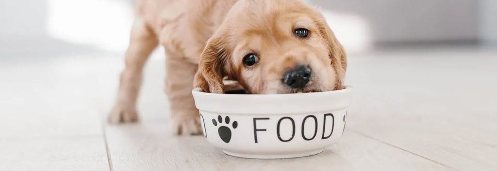 The Essential Guide to Supplements in Raw Dog Food Diets