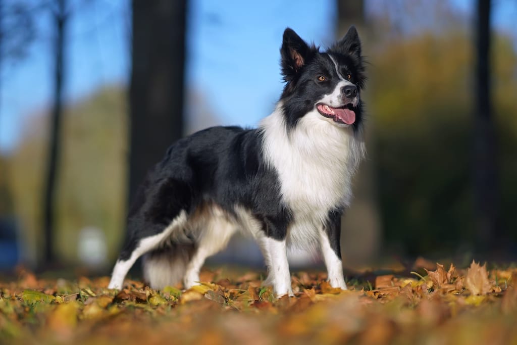 50 Questions Border Collie Owners Ask