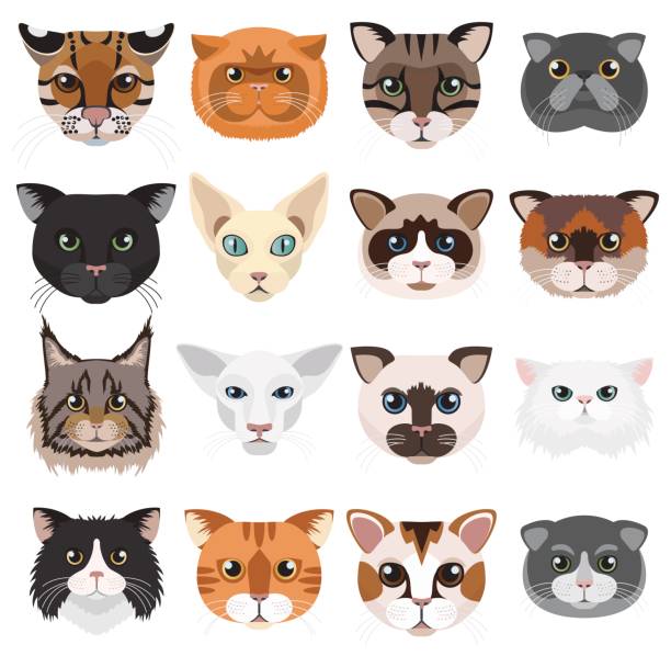 Top 50 Most Popular Cat Names in the UK (2025 Edition)