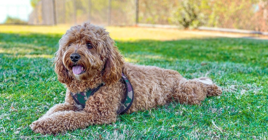 Raw Feeding for Cavapoos: Essential Guide for Owners – Poppy's Picnic