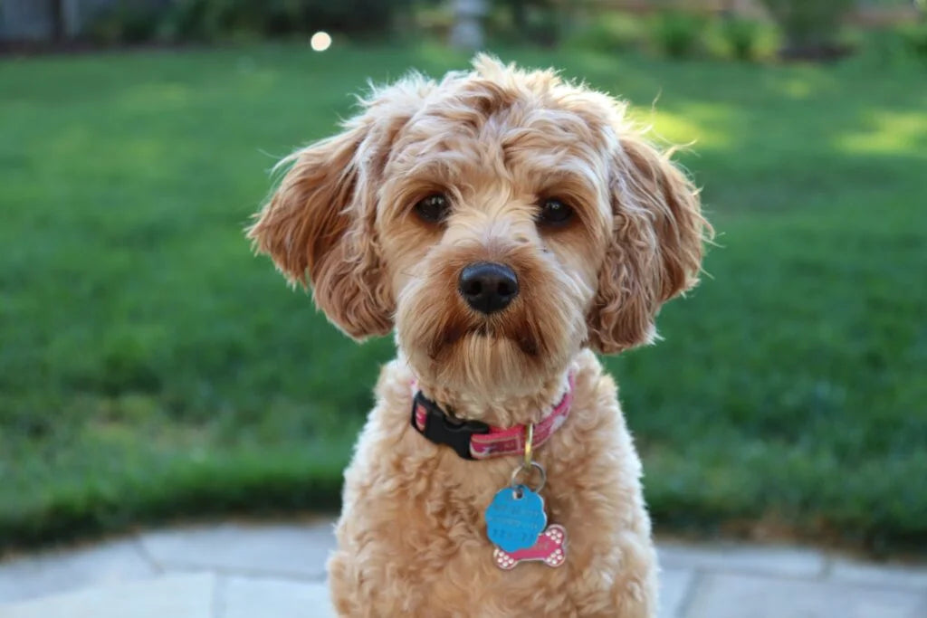 50 Questions you need to know about Cavapoo